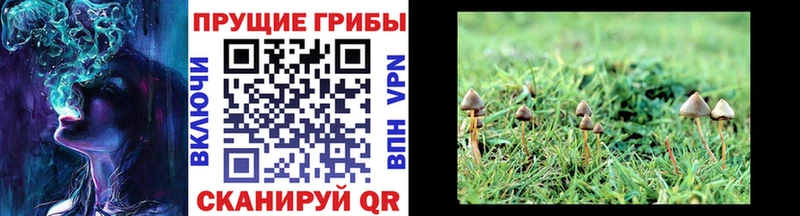 Псилоцибиновые грибы GOLDEN TEACHER  продажа наркотиков  Кулебаки 